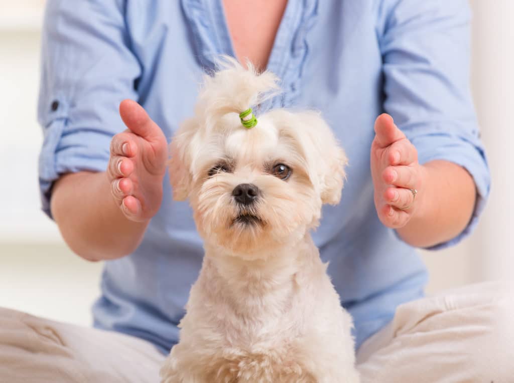 Femme faisant une thérapie Reiki pour un chien, une sorte de médecine énergétique.